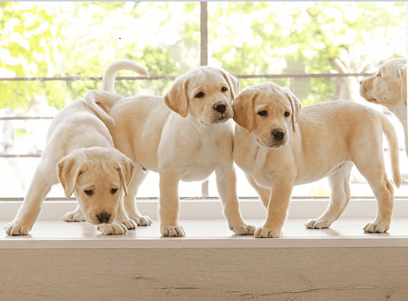 Համլետ Ավագյան